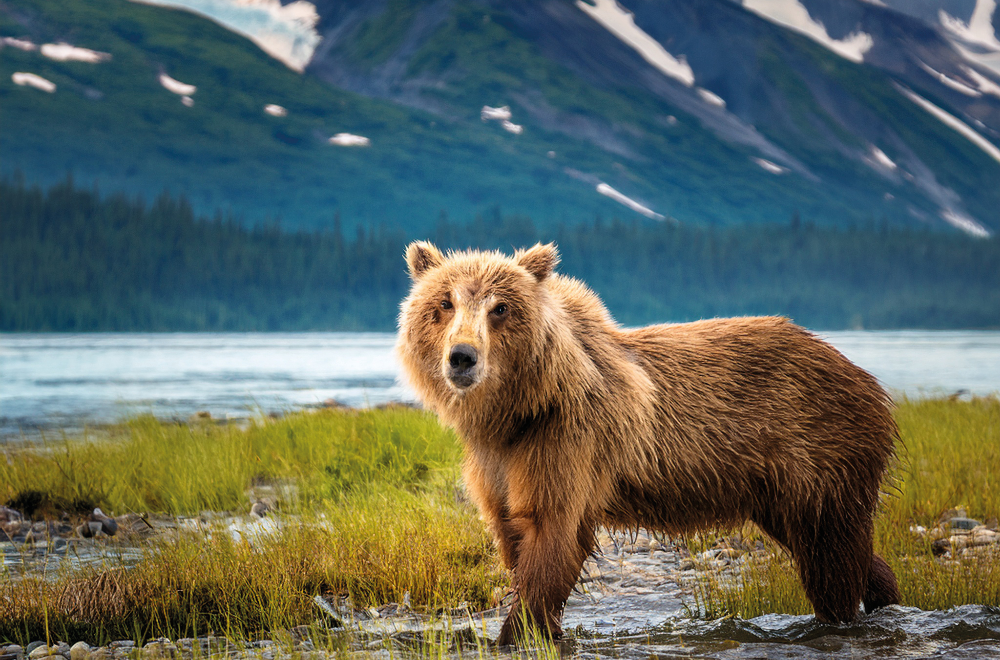 Cruise Blog, Buzun Ötesinde: Alaska’da Yaşam ve Kültür